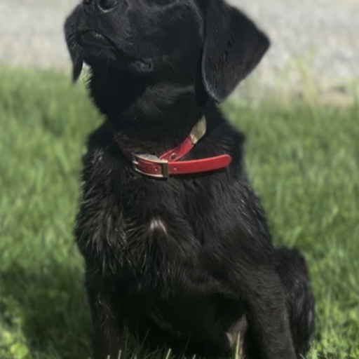 Boomer 6